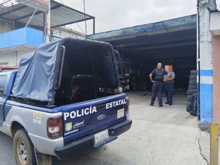 ATIENDE SSPC DENUNCIA DE MALTRATO ANIMAL FALSA