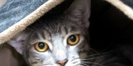 Popular spay and neuter programs return thanks to new funding