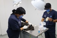 Brinda Huixquican más de 600 consultas médicas y esterilizaciones gratuitas para mascotas