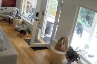 Pomeranian Dog Chases Bear Out of Home in Vancouver