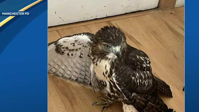 Animal control officers rescue injured red-tailed hawk in Manchester