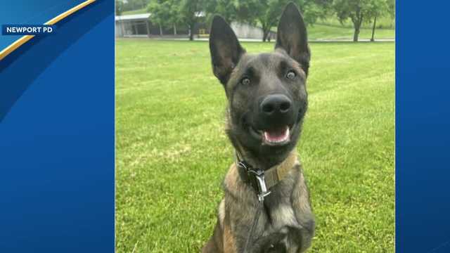Newport police introduce new K