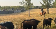Las reses de Valdeflores dejan un complicado encierro en Aldeadávila de la Ribera con la baja de un caballo