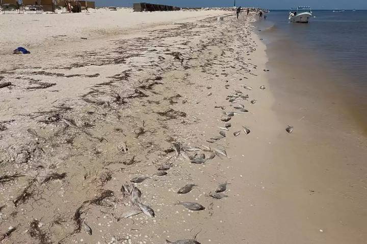 Gobierno de Yucatán confirma marea roja desde Progreso a Celestún