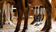 Florida farm identified as source of raw milk that sickened 21
