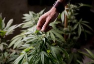 11 arrestados por decomiso millonario de marihuana en un hogar en Nueva York