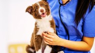 New Jersey officially launches its first school of veterinary medicine