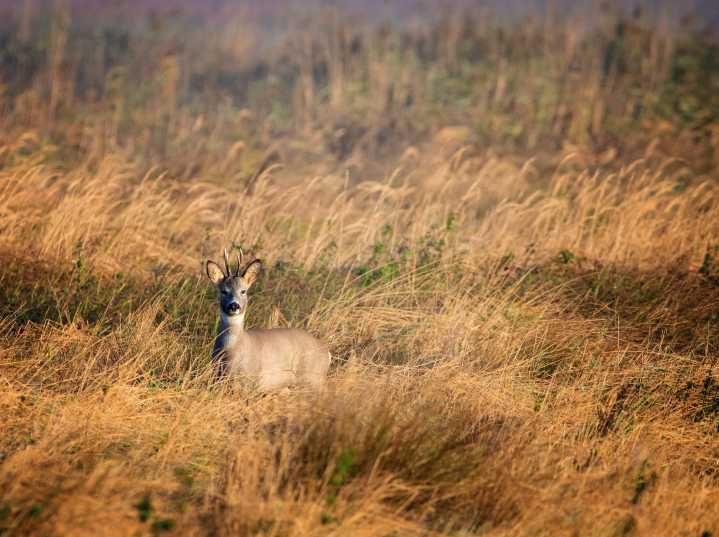 One by one: The lone wolves of the animal kingdom