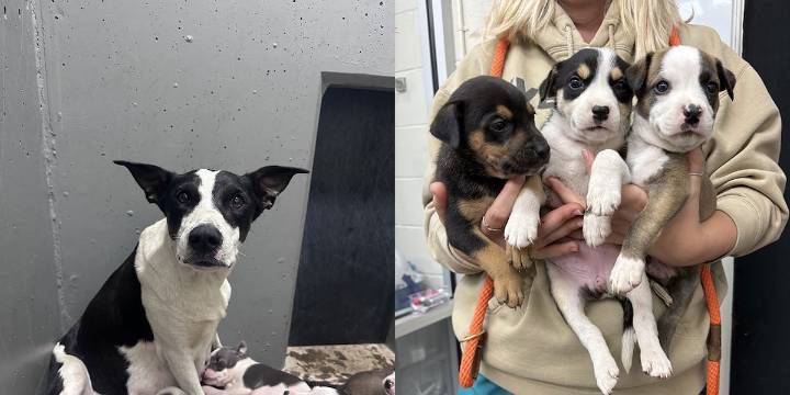Sheriff: 19 puppies found suffering from heat exhaustion at Redmond property; owners facing charges