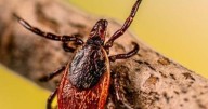 Tick-borne disease that struck a star shows importance of vigilance