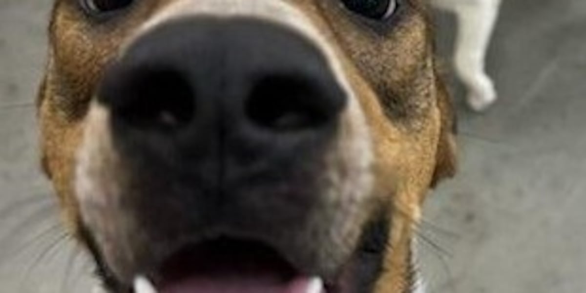 9 dogs find new homes at AMA