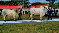 Del 29 al 31 de Agosto Yopal organiza la XX Feria Ganadera doble propósito