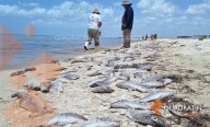 Autoridades coordinan acciones por marea roja en Yucatán