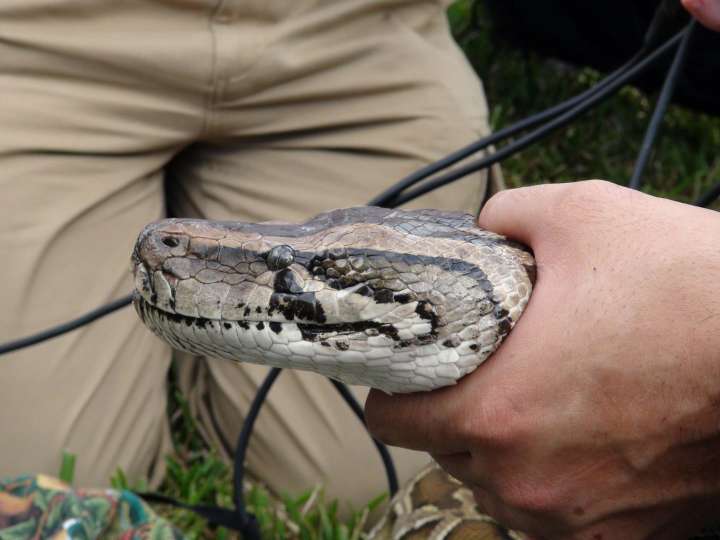 Florida reparte 25.000 dólares en premios en un desafío para eliminar a pitones invasoras