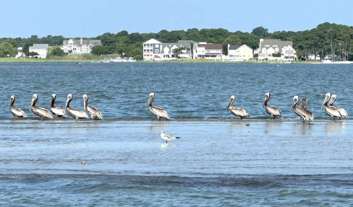 Tom Tatum Outdoors: The elegance of the once nearly extinct brown pelican