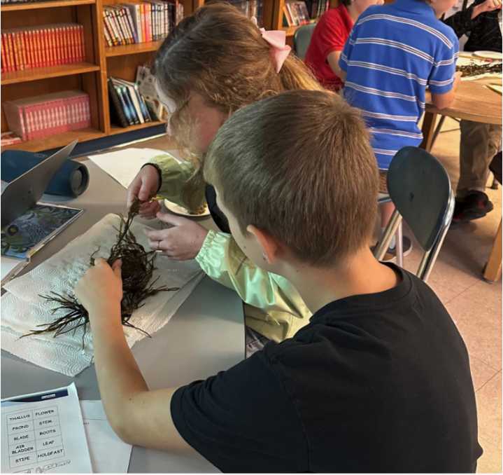 ‘Kelping’ Maine teachers discover aquaculture