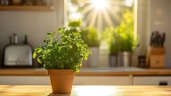 Las 7 plantas aromáticas ideales para sembrar en primavera y usar en la cocina todo el año