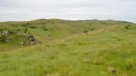 La biodiversidad oscura: un estudio global mostró las especies que se perdieron en la Argentina por el hombre
