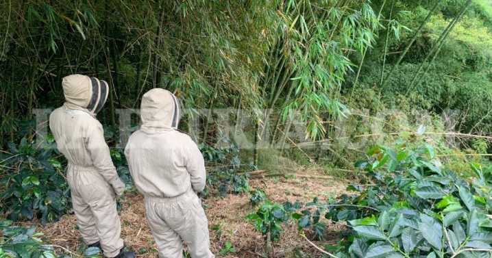 Recolector de café muere a causa de picaduras de abejas en Caldas