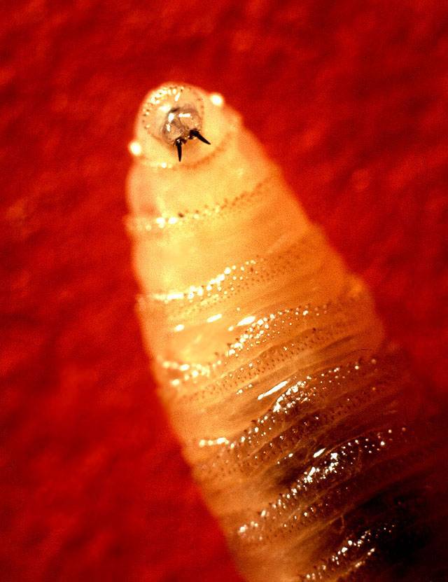 Rare flesh-eating parasite detected in U.S. for first time in years