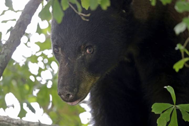 Florida reinstates black bear hunting; critics respond