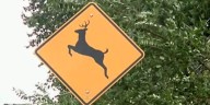 Carterville, Ill. police report increase in deer crossings