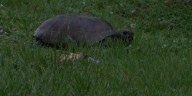 North Port helping to save gopher tortoises