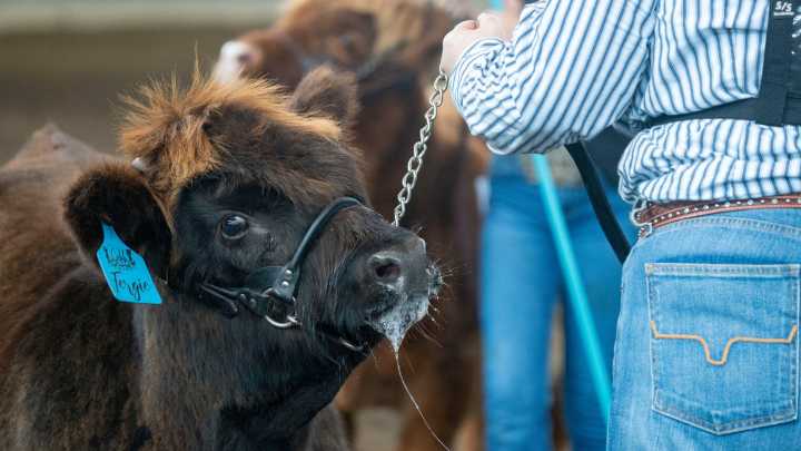 See photos of the Iowa State Fair's first Highland cattle show