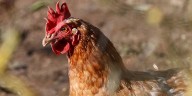 Detectan un brote de gripe aviar en Arrecifes y activan un cordón sanitario