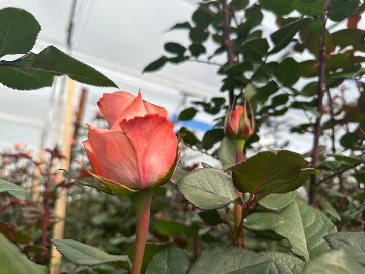 Convocatoria a empresas del sector floricultor y lácteo: programa PUM de Países Bajos ofrece acompañamiento