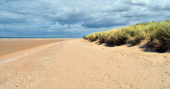 UK beachgoers make tragic discovery as stranded 'dolphin' turns out to be rare mammal