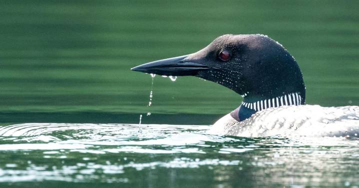 Looning on Moreau Lake, most striking of Adirondack lore