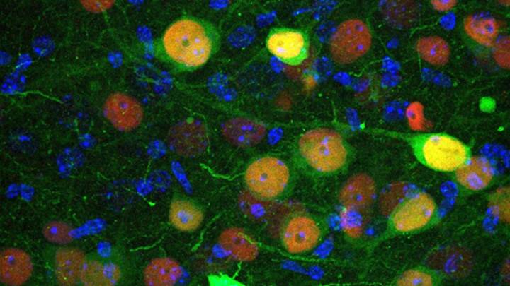 Encuentran una misteriosa barrera oculta, pero está dentro de nuestro propio cuerpo