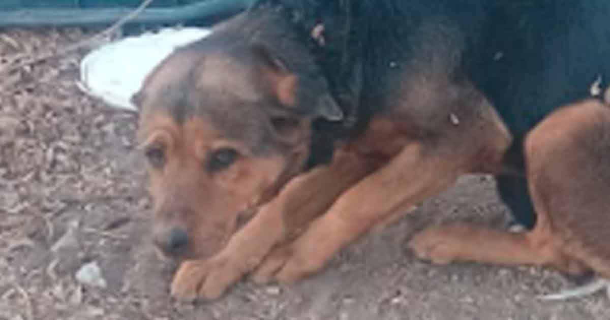 Vinculan a proceso a pareja de adolescente por matar a un perro, en NL