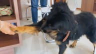 Chihuahua Supera las 800 Denuncias por Maltrato Animal y Omisión de Cuidados