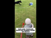 Dog, toddler baffled when fetch ball ... disappears