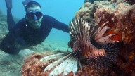 El Mediterráneo se llena de peces tropicales, algunos de ellos venenosos