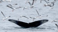 Why aren't blue whales singing? Study explains.