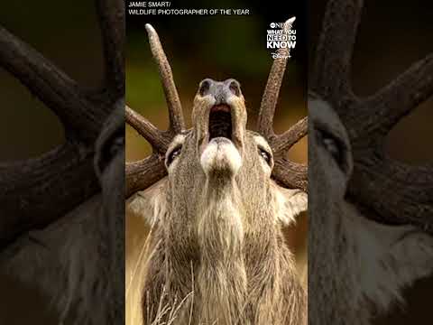 Sneak peek at the 'Wildlife Photographer of the Year' 2025 competition
