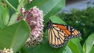 Giving Ohio native plants a helping hand. What you can do in the battle against invasives
