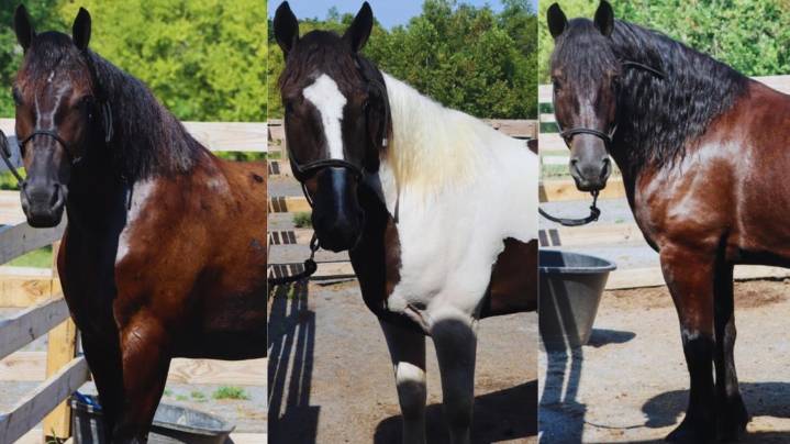 Knoxville police invite public to help name mounted patrol horses