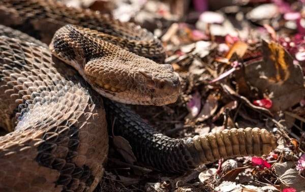 Excursionista en Tennessee recoge serpiente de cascabel y muere tras mordedura