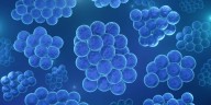 Nuevos medios encontrados para tratar las infecciones por estafilococos en sangre