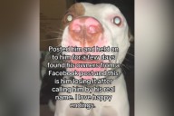 Tears As Lost Dog Hears Real Name for the First Time in Days: 'So Loved'