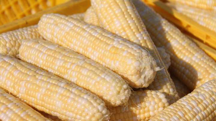 Prairie Fare: Sweet corn and summer flavors