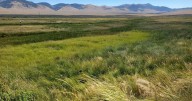 Conservation dependent species