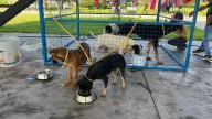 Primer Festival Canino y Felino de Celaya: Adopciones y esterilizaciones gratuitas