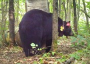 Outdoors Notebook: DNR asks hunters to avoid shooting marked research bears