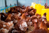 Gripe aviar en Arrecifes: un ave ajena a la cadena productiva es el primer caso detectado
