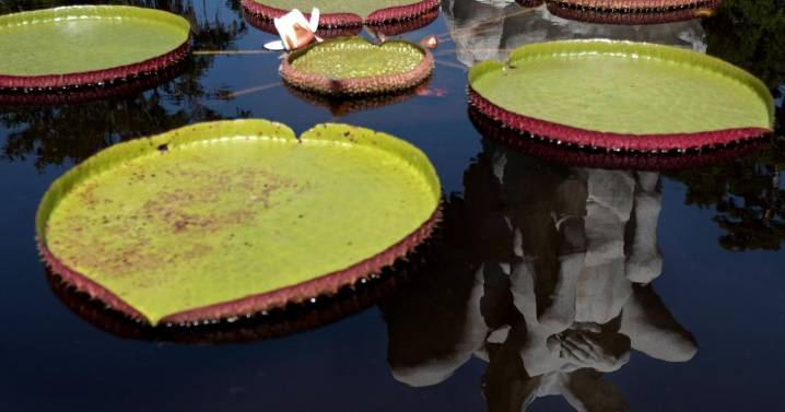 Inside Brookgreen Gardens’ weight-lifting waterlilies.